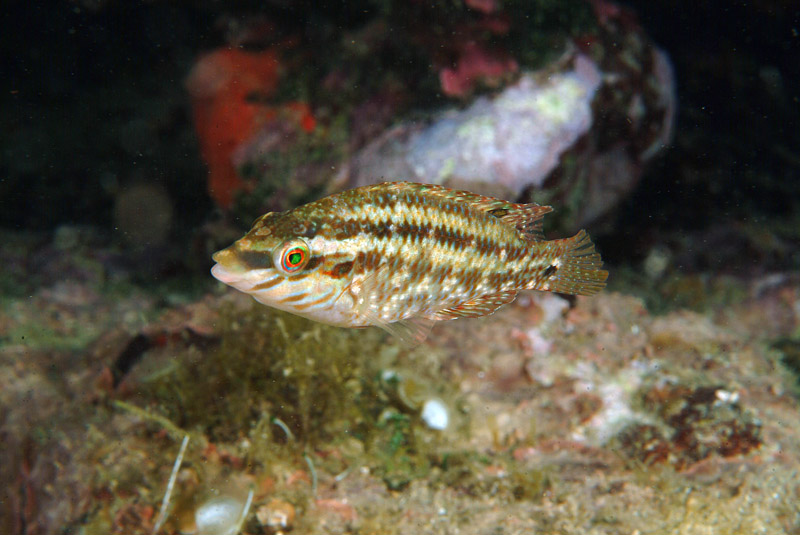 Symphodus roissali